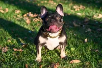 Blue, a male French Bulldog for sale in Long Beach, CA – 5 of 6
