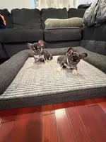 Green, a male French Bulldog for sale in Long Beach, CA – Photo 4 of 8