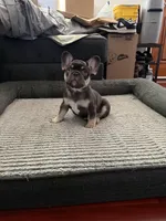 Green, a male French Bulldog for sale in Long Beach, CA – Photo 2 of 8