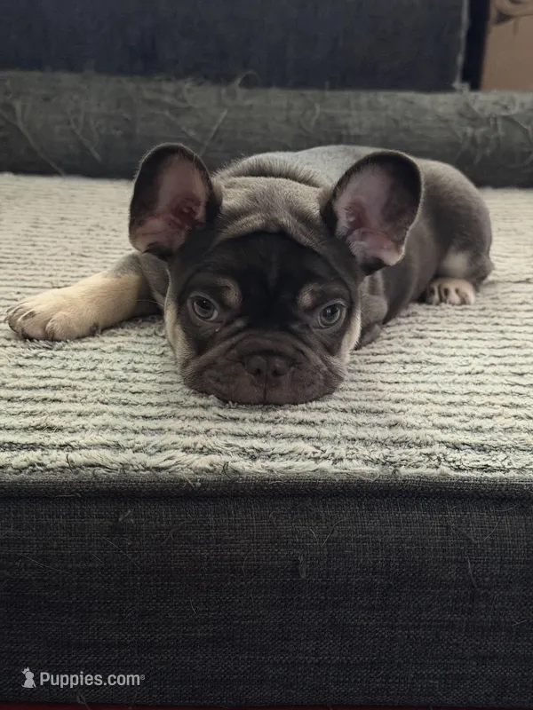 Green – French Bulldog puppy for sale in Long Beach, CA