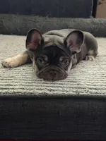 Green, a male French Bulldog for sale in Long Beach, CA – Photo 1 of 8