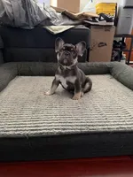 Green, a male French Bulldog for sale in Long Beach, CA – Photo 3 of 8