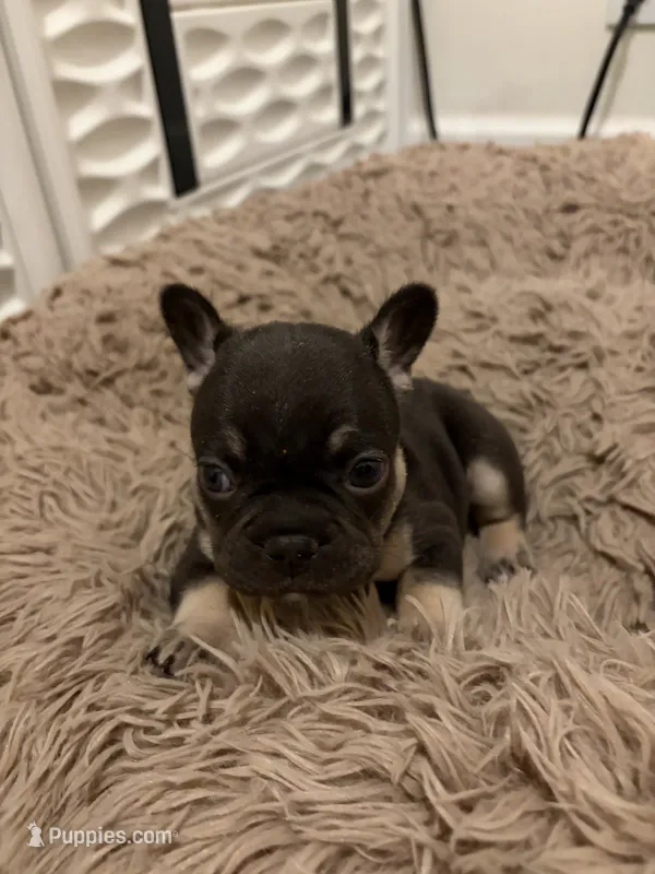 Green – French Bulldog puppy for sale in Long Beach, CA