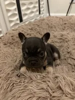 Green, a male French Bulldog for sale in Long Beach, CA – 1 of 4