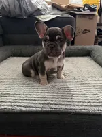 Blue, a male French Bulldog for sale in Long Beach, CA – Photo 2 of 8