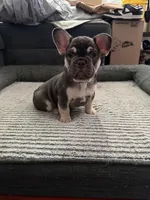 Blue, a male French Bulldog for sale in Long Beach, CA – Photo 3 of 8