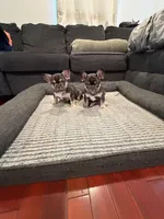 Blue, a male French Bulldog for sale in Long Beach, CA – Photo 6 of 8