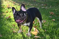Blue, a male French Bulldog for sale in Long Beach, CA – Photo 8 of 8