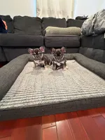 Blue, a male French Bulldog for sale in Long Beach, CA – Photo 5 of 8