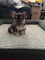 Blue, a male French Bulldog for sale in Long Beach, CA – Photo 1 of 8