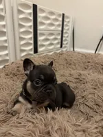 Green, a male French Bulldog for sale in Long Beach, CA – 2 of 4