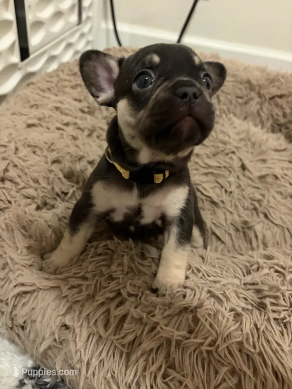 Yellow  – French Bulldog puppy for sale in Long Beach, CA