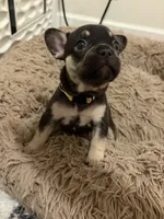 Yellow , a female French Bulldog for sale in Long Beach, CA – 1 of 5