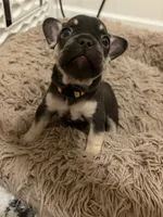 Yellow , a female French Bulldog for sale in Long Beach, CA – 5 of 5