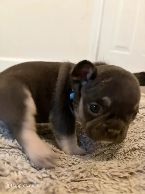 Blue – French Bulldog puppy for sale in Long Beach, CA