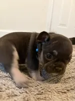 Blue, a male French Bulldog for sale in Long Beach, CA – 1 of 6