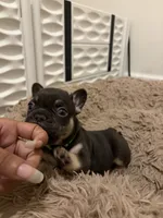 Green, a male French Bulldog for sale in Long Beach, CA – 3 of 4