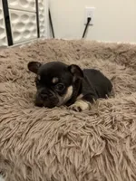 White, a female French Bulldog for sale in Long Beach, CA – 4 of 6