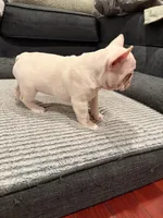 Pink, a female French Bulldog for sale in Long Beach, CA – Photo 3 of 4