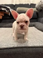 Pink, a female French Bulldog for sale in Long Beach, CA – Photo 2 of 4