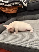 Pink, a female French Bulldog for sale in Long Beach, CA – Photo 4 of 4