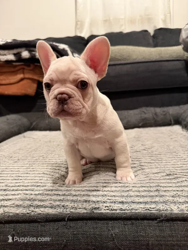 Pink – French Bulldog puppy for sale in Long Beach, CA