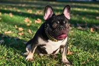 White, a female French Bulldog for sale in Long Beach, CA – 6 of 6