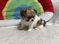 Smores full akc, a male Chihuahua for sale in Randleman, NC – Photo 4 of 8