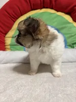 Smores full akc, a male Chihuahua for sale in Randleman, NC – Photo 5 of 8