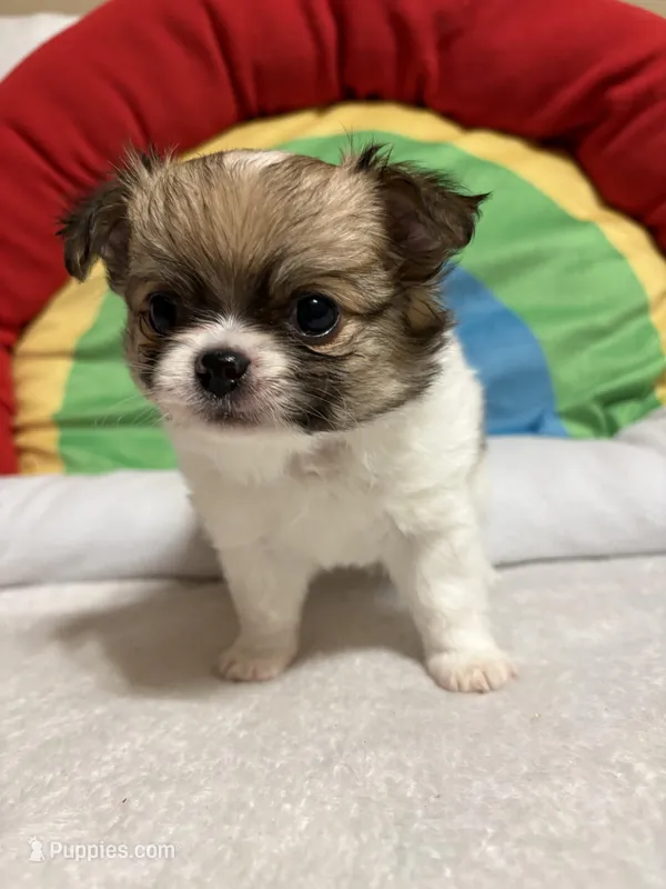 Smores full akc – Chihuahua puppy for sale in Randleman, NC