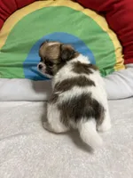 Smores full akc, a male Chihuahua for sale in Randleman, NC – Photo 7 of 8