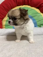 Smores full akc, a male Chihuahua for sale in Randleman, NC – Photo 3 of 8