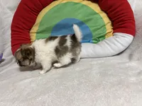 Smores full akc, a male Chihuahua for sale in Randleman, NC – Photo 8 of 8