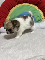 Smores full akc, a male Chihuahua for sale in Randleman, NC – Photo 6 of 8