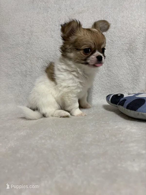 Smores full akc – Chihuahua puppy on hold in Randleman, NC