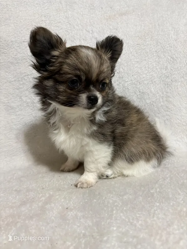 Hershey full akc  – Chihuahua puppy for sale in Randleman, NC
