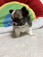 Hershey full akc , a male Chihuahua for sale in Randleman, NC – Photo 2 of 8