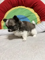 Hershey full akc , a male Chihuahua for sale in Randleman, NC – Photo 4 of 8