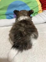 Hershey full akc , a male Chihuahua for sale in Randleman, NC – Photo 5 of 8