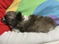 Hershey full akc , a male Chihuahua for sale in Randleman, NC – Photo 1 of 8