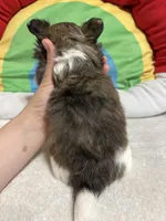 Hershey full akc , a male Chihuahua for sale in Randleman, NC – Photo 8 of 8