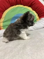 Hershey full akc , a male Chihuahua for sale in Randleman, NC – Photo 6 of 8