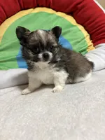 Hershey full akc , a male Chihuahua for sale in Randleman, NC – Photo 3 of 8