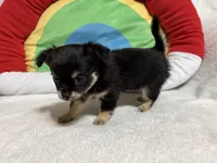 Graham full akc, a male Chihuahua for sale in Randleman, NC – Photo 7 of 8