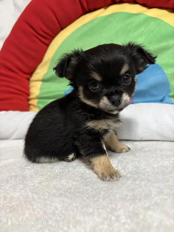 Graham full akc – Chihuahua puppy for sale in Randleman, NC