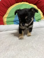 Graham full akc, a male Chihuahua for sale in Randleman, NC – Photo 4 of 8