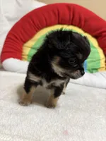 Graham full akc, a male Chihuahua for sale in Randleman, NC – Photo 6 of 8