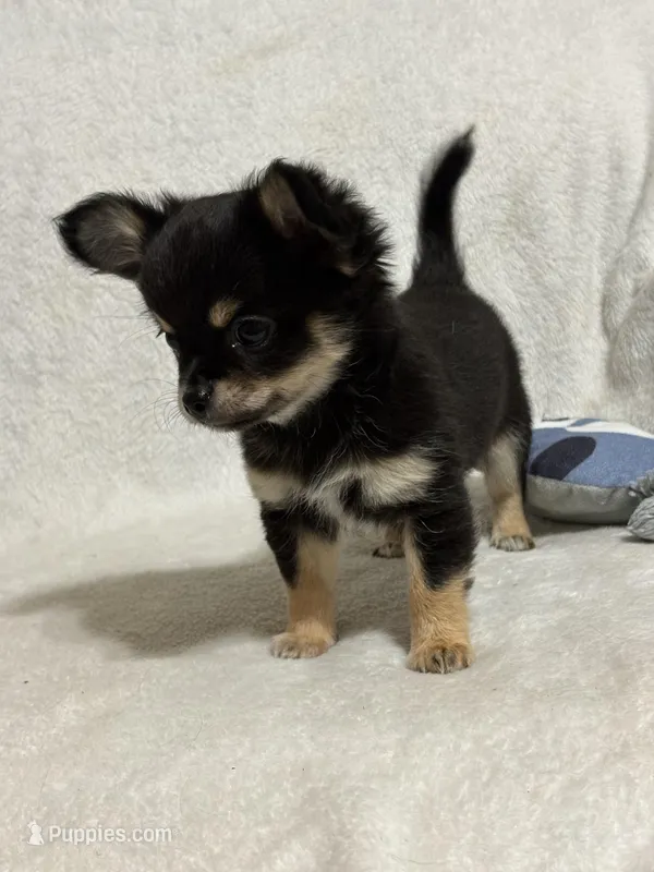 Graham full akc – Chihuahua puppy for sale in Randleman, NC
