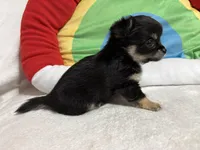 Graham full akc, a male Chihuahua for sale in Randleman, NC – Photo 8 of 8