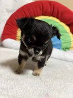 Graham full akc, a male Chihuahua for sale in Randleman, NC – Photo 3 of 8